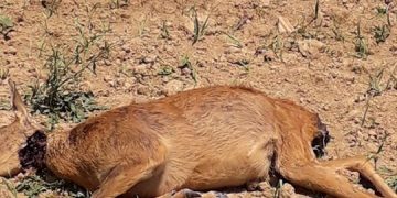 Căprioară gestantă sfâşiată de câini