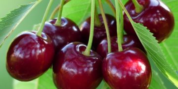 Cireșele combat boala Alzheimer, insomnia și te ajută la slăbit