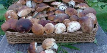 ÎNGRIJORĂTOR! Un maramureșean a ajuns la UPU după ce s-a intoxicat cu ciuperci