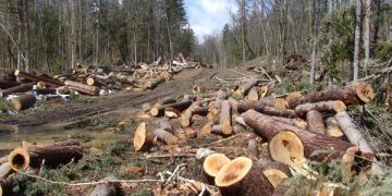 SAP a dezvoltat un sistem ce poate detecta defrişările ilegale