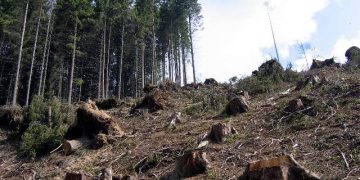 „Vrem un Referendum pentru interzicerea exploatații forestiere!” Cine zice asta și de ce?