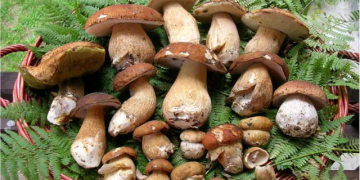 Peste 80% din producţia autohtonă de hribi ajunge în vestul Europei