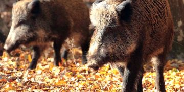 ATENȚIE! Pestă porcină africană în Oarța de Sus
