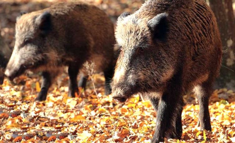 ATENȚIE! Pestă porcină africană în Oarța de Sus