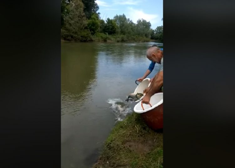 Veste bună pentru pescari! Repopulare cu crap pe Lăpuş – VIDEO