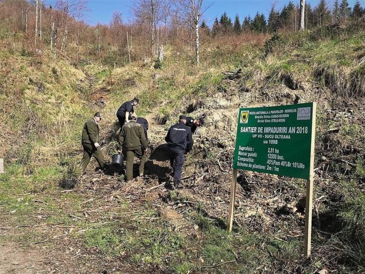 Schimbare majoră pentru angajații Romsilva. Ce se întâmplă de la 1 Iulie