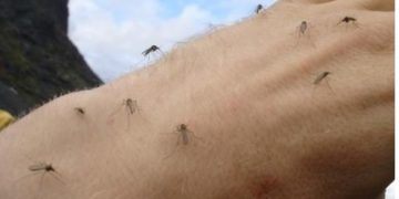 Metode pentru a ține țânțarii la distanță