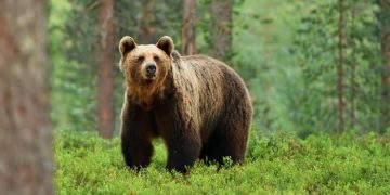 Adevărul din spatele poveștii bărbatului descoperit aproape mumificat în bârlogul unui urs