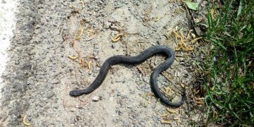 Atenție la vipere. Număr mare de șerpi în Maramureș
