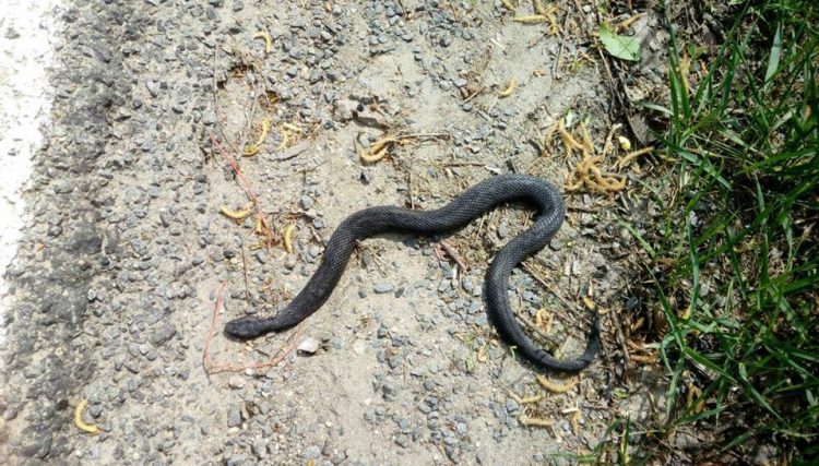 Atenție la vipere. Număr mare de șerpi în Maramureș