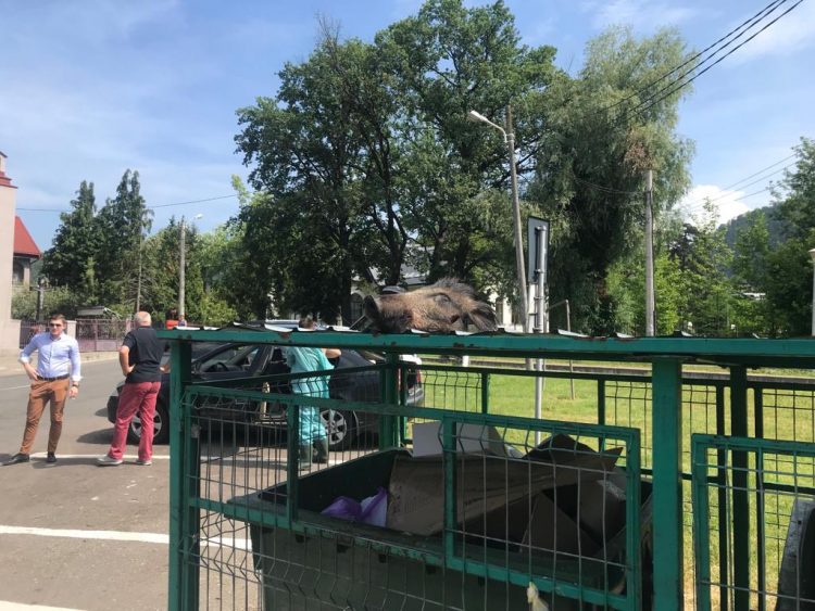 Descoperire șocantă pe Valea Roșie: două cadavre în tomberon! – FOTO