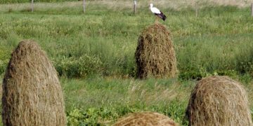 Efectele florilor de fân asupra sănătăţii