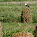 Efectele florilor de fân asupra sănătăţii
