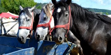 Concurs Ecvestru la Suciu de Sus
