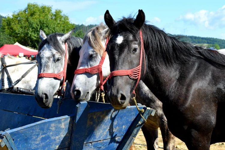 Concurs Ecvestru la Suciu de Sus