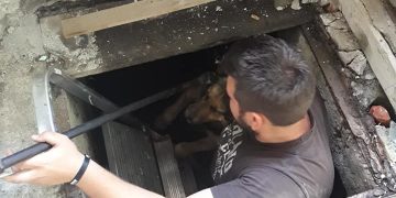 Câine salvat de la moarte sigură de băimăreni cu suflet – FOTO