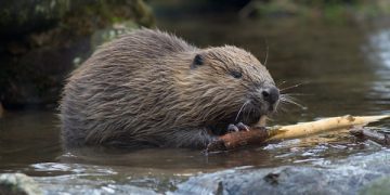 După 150 de ani, în rezervația Defileul Lăpușului au reapărut castorii