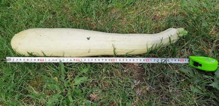 Legume uriașe în grădina unui maramureșean