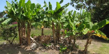 Bananierii iau locul merilor in livezile maramureșenilor