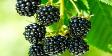 Beneficiile murelor pentru sănătate