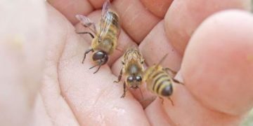 10 lucruri care vă pot salva viața în cazul în care vă atacă albinele