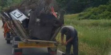 Câine legat de căruţă, târât până a murit