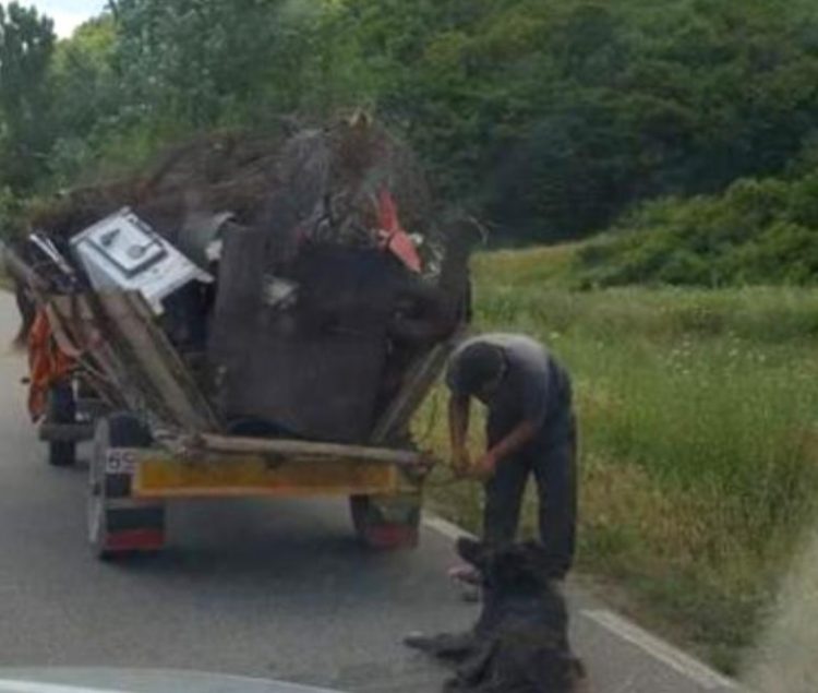Câine legat de căruţă, târât până a murit