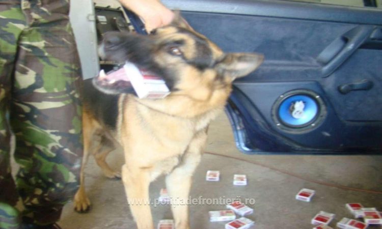Frontiera de nord. Câine poliţist, în acţiune pentru prinderea contrabandiştilor de ţigări