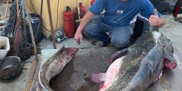 Somn de 75 de kilograme prins azi dimineață pe Someș – foto