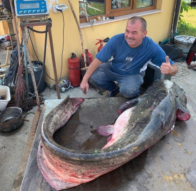 Somn de 75 de kilograme prins azi dimineață pe Someș – foto