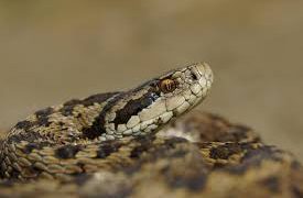 Invazia de șerpi în Maramureș