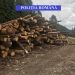 Acţiune de amploare a poliţiştilor maramureşeni pentru prinderea hoţilor de lemne! – foto