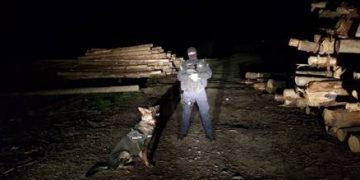 Acţiune de amploare a poliţiştilor maramureşeni pentru prinderea hoţilor de lemne! – foto