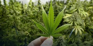 Senatorii vor să reglementeze folosirea canabisului medical