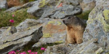 Ședință foto inedită în munții Rodnei, marmotele surprinse în ipostaze inedite