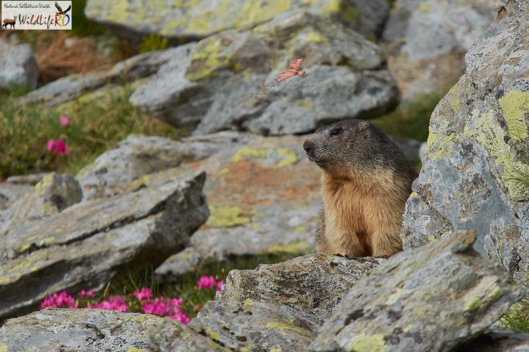 Ședință foto inedită în munții Rodnei, marmotele surprinse în ipostaze inedite