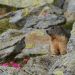 Ședință foto inedită în munții Rodnei, marmotele surprinse în ipostaze inedite