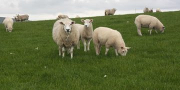 Ministerul Agriculturii creşte ajutorul acordat fermierilor pentru comercializarea lânii