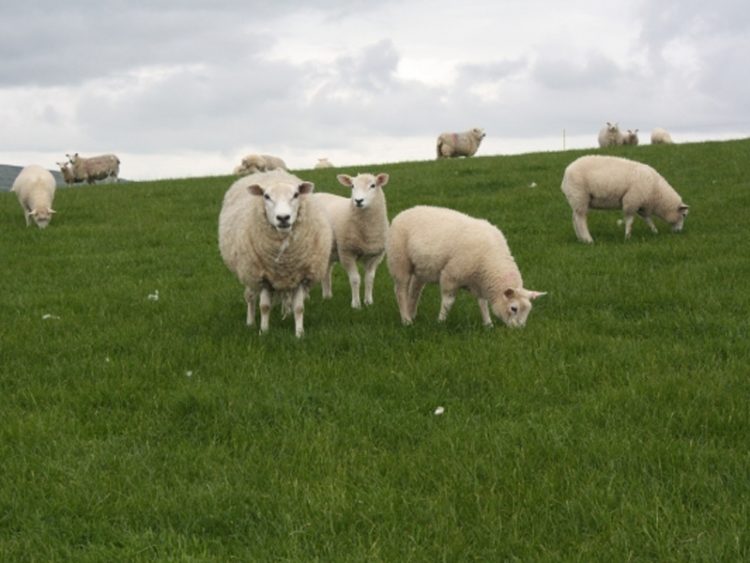 Ministerul Agriculturii creşte ajutorul acordat fermierilor pentru comercializarea lânii