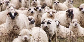 România nu va opri exportul de ovine, dar regulile de export privind bunăstarea animalelor vor fi respectate întocmai