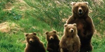 Sfaturile jandarmilor montani maramureşeni, pentru a evita atacurile urşilor