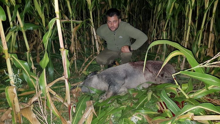 Singurii care rezolvă problema mistreților din Maramureș sunt cei care au creat-o