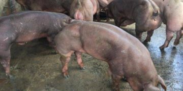 Pesta porcină riscă să contamineze relațiile diplomatice dintre România și Bulgaria