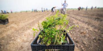 Vrei să plantezi copaci? Statul îți dă bani și suma nu este de neglijat!