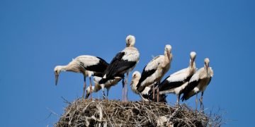 Record național: șapte pui de barză într-un singur cuib – FOTO