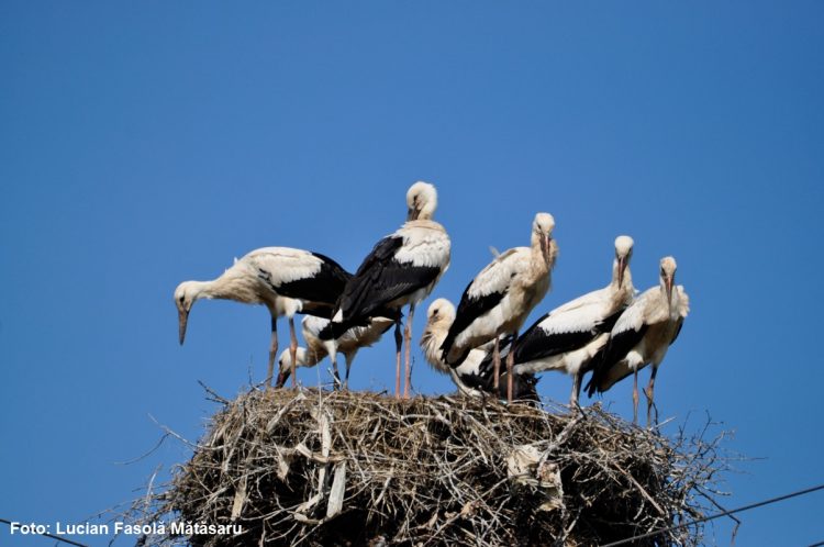 Record național: șapte pui de barză într-un singur cuib – FOTO