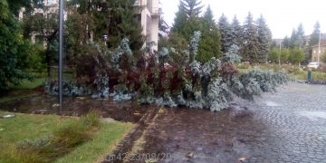 Vijelia a doborât mai mulți copaci din oraș – FOTO