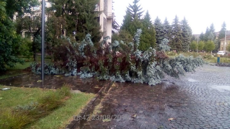 Vijelia a doborât mai mulți copaci din oraș – FOTO