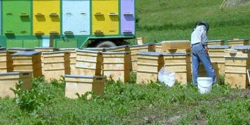 Ediția a XV-a a Festivalului „Stuparilor” va avea loc în Cernești