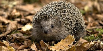 Germanii au alertat poliţia din cauza zgomotelor făcute de arici în sezonul de împerechere